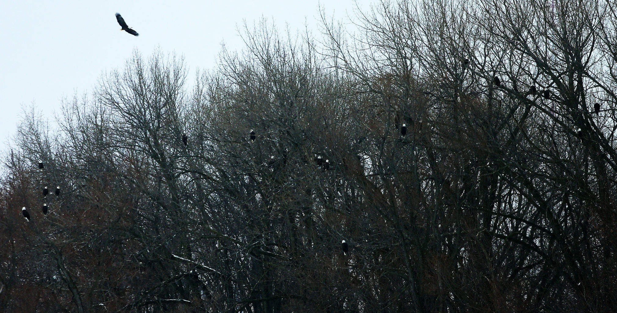 010718-Bald-Eagle-Days-010